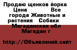 Продаю щенков йорка › Цена ­ 10 000 - Все города Животные и растения » Собаки   . Магаданская обл.,Магадан г.